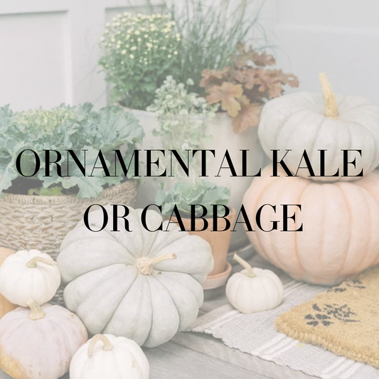 Ornamental Kale or Cabbage
