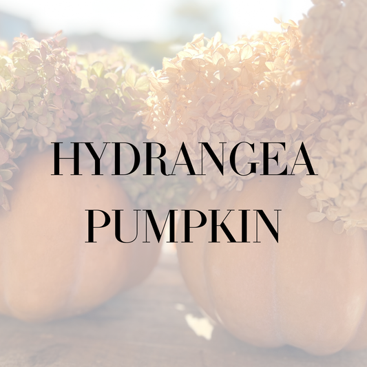 HYDRANGEA PUMPKIN