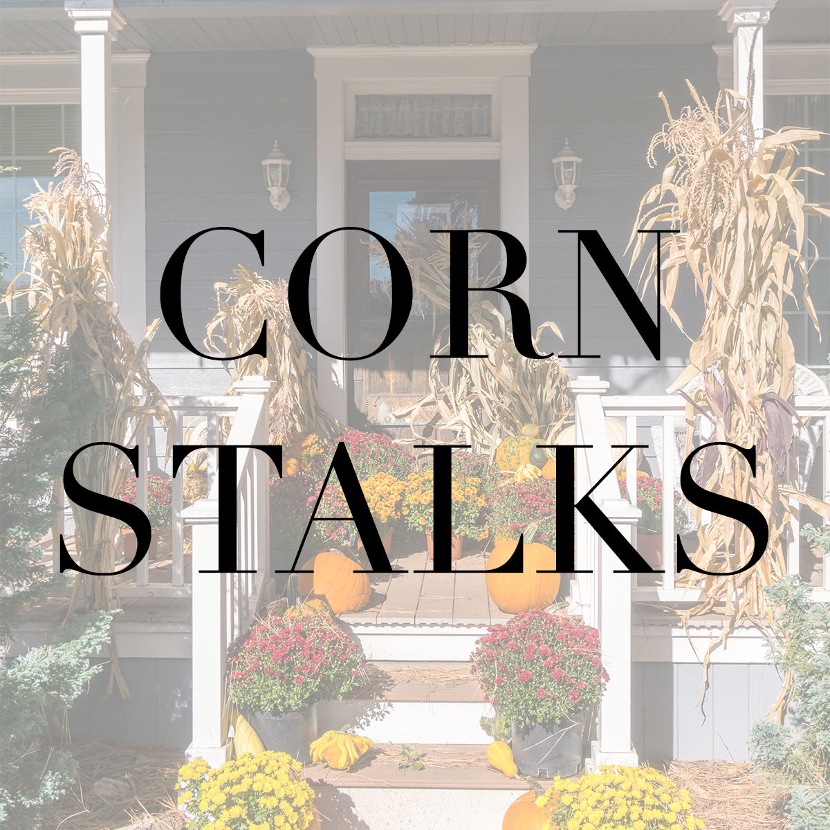 Corn Stalks