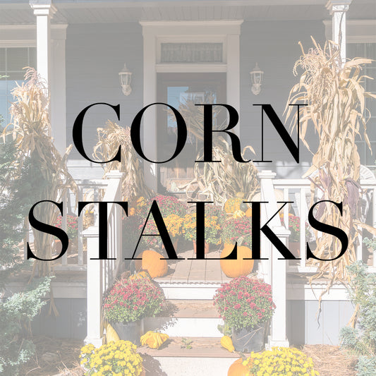 Corn Stalks